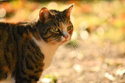 Close-up portrait of a cat looking away