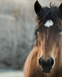 Close-up portrait of horse