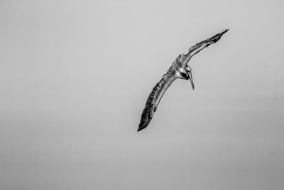 Low angle view of bird flying against sky