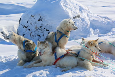 Huskies on snow field during winter