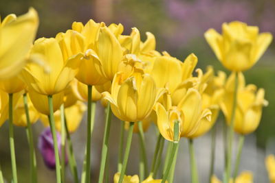 Close-up of yellow tulips