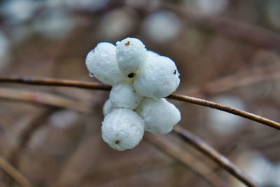 Close-up of white flowering plant