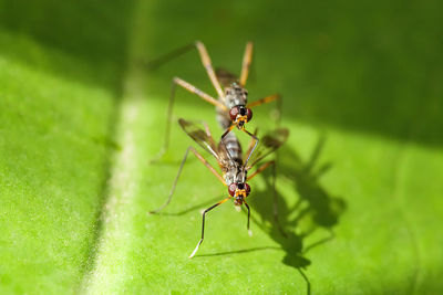 Close-up of insect on plant