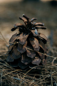 Close-up of dry pine cone on field