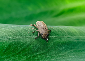 Close-up of insect