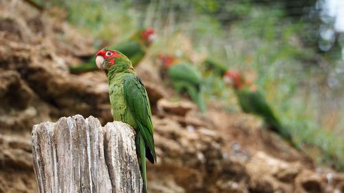 Close-up of parrot perching on wooden post