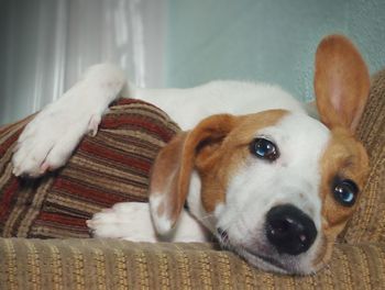 Close-up of dog relaxing at home