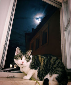 Portrait of cat on window