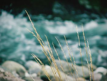 Close-up of plants growing on riverside against sky