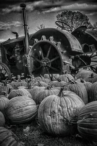 Close-up of pumpkins