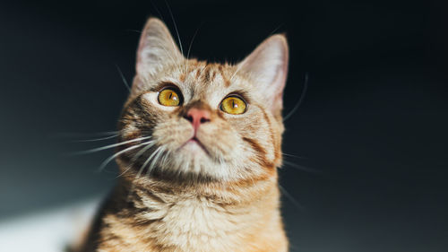 Close-up portrait of cat against black background