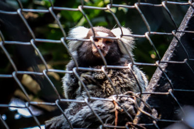 Close-up of monkey in cage