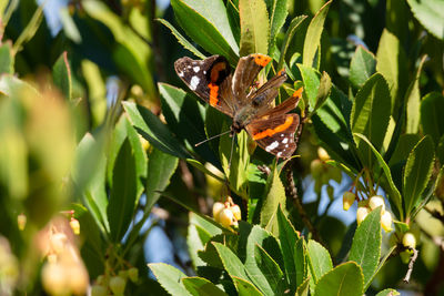 Butterfly on plant