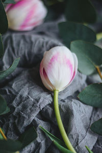 Close-up of pink tulip