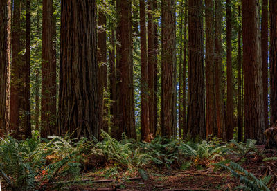 Trees in forest