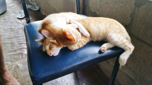 Cats sleeping on chair