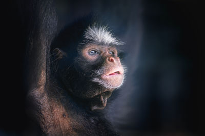 Close-up of monkey