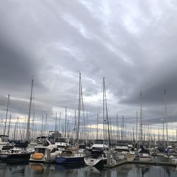 Sailboats moored in harbor