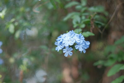 Close-up of white flowering plant