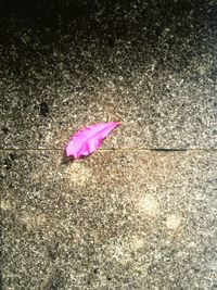 Close-up of pink flowers