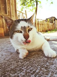 Close-up portrait of cat