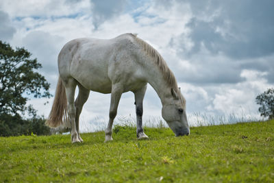 Horse grazing in a field