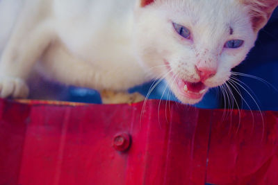 Close-up of cat