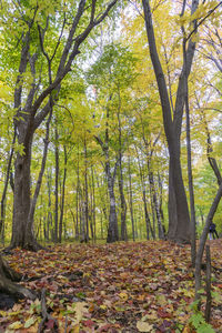 Trees in park during autumn