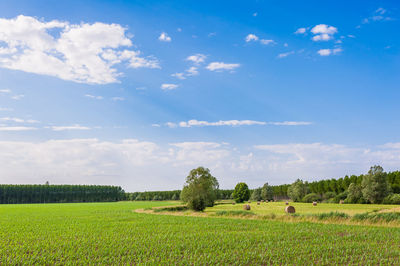 Scenic view of agricultural field against sky