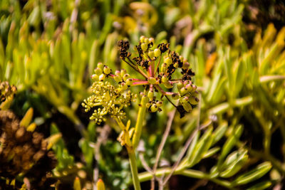 Close-up of flowering plant