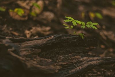 Close-up of plant growing on tree