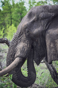 Elephant in forest close up 