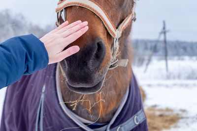 Close-up of a female hand stroking the muzzle of a brown horse in the countryside in winter.