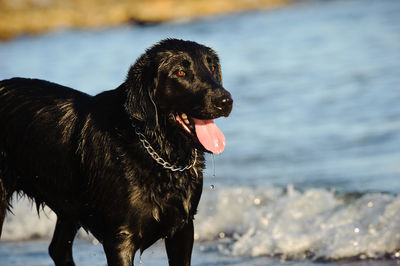Close-up of wet black dog on beach
