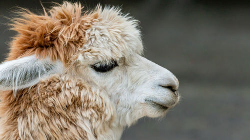 Close-up of a horse