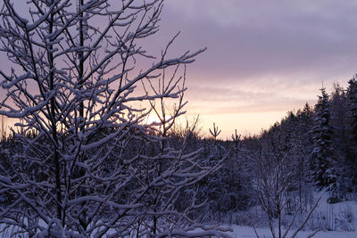 Bare trees on snow covered land during sunset