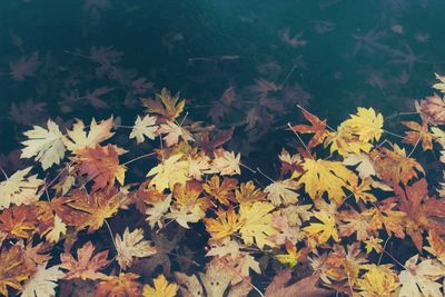 Close-up of maple leaves during autumn