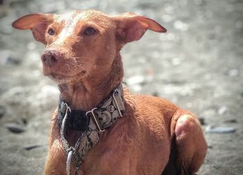 Close-up of a dog looking away