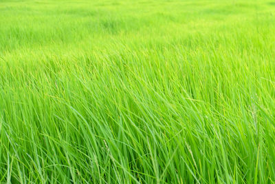 Full frame shot of corn field