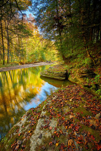 Scenic view of lake in forest during autumn