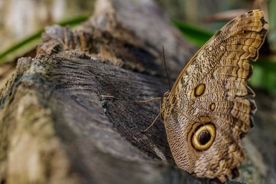 Close-up of butterfly on tree stump