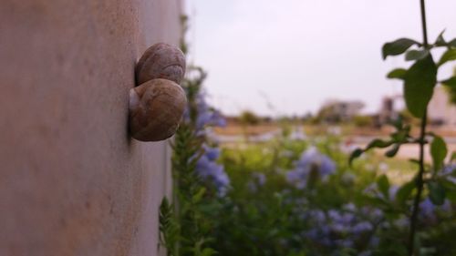 Close-up of purple flowering plant against wall