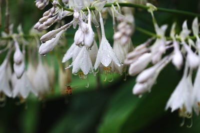 Close-up of white flowers hanging on plant