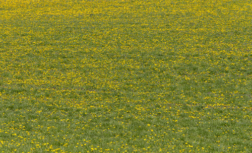 High angle view of yellow flowering plants on field