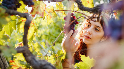 Woman looks at bunches of red grapes on the vine