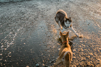 High angle view of dog playing