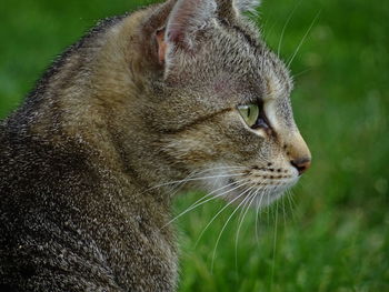 Close-up of cat
