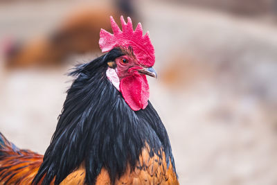 Close-up of rooster