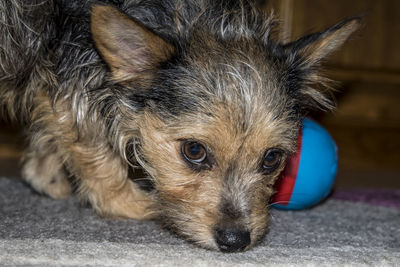 Close-up portrait of dog