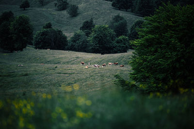 Cows grazing on field